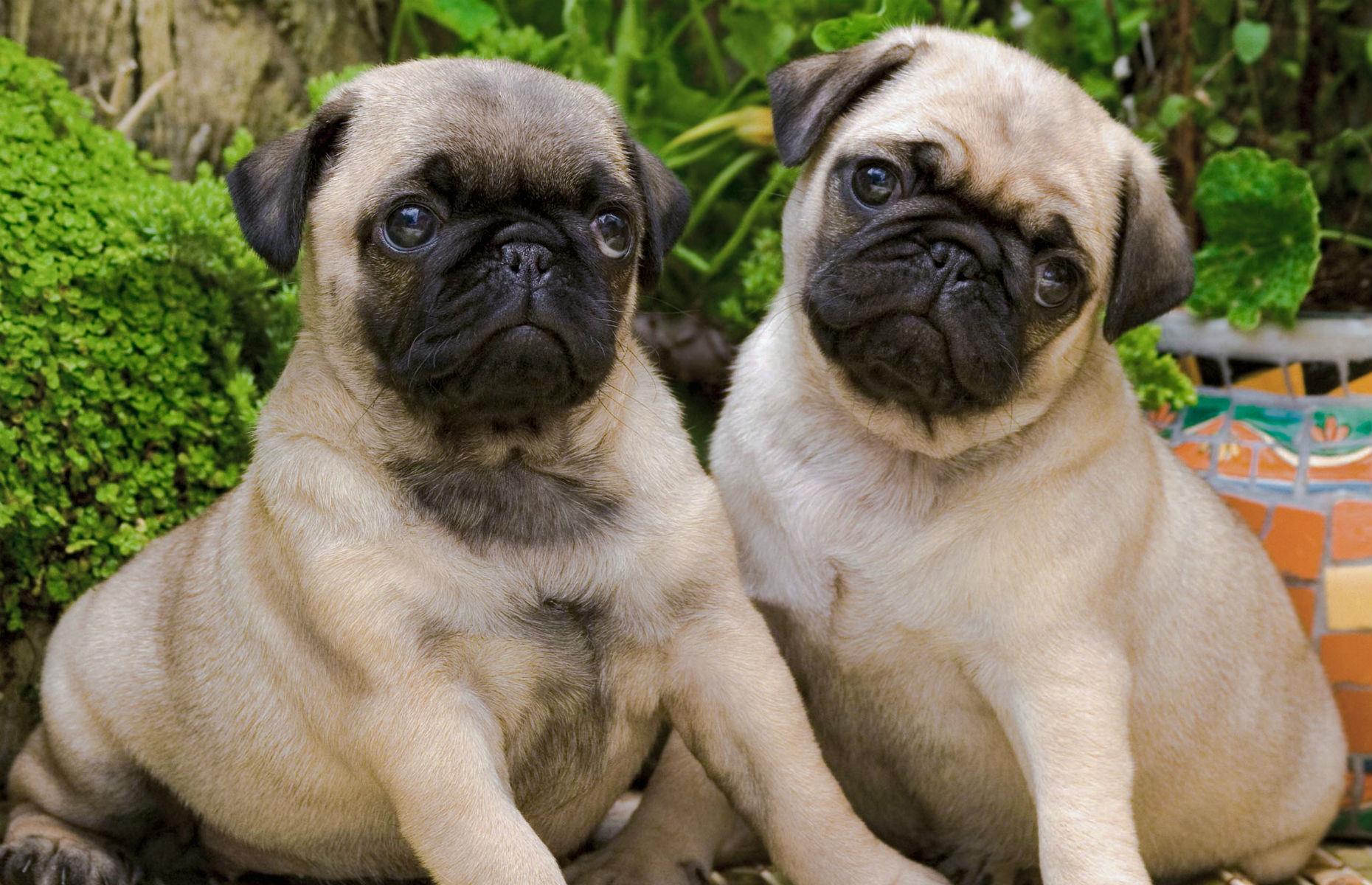 A clone of your pet 
